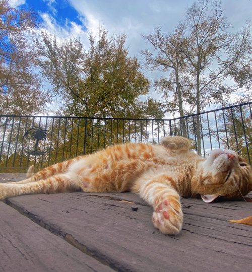 On a hot summer day, Gus loves to sunbathe on the second-floor balcony and rub his back on the chipped old decking. It's the best scratching post.