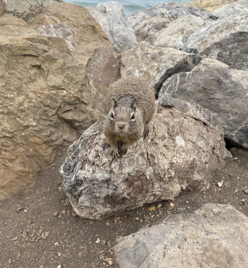 Along a path by the beach, squirrels and pigeons show passersby they're interested in snacks by coming right up to you and demanding food. They have no fear.