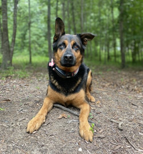 Bella doesn't stay still very often. In order to take this photo, I had to dangle a tennis ball above my head so she would look up. I had to be fast or she would have pounced.