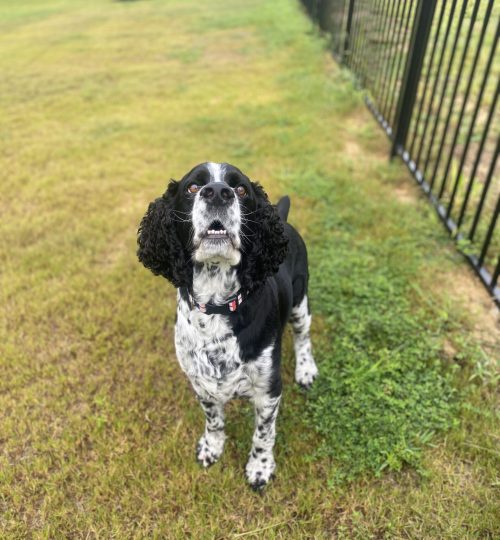 Remy keeps his eye on the prize while playing fetch in his backyard.