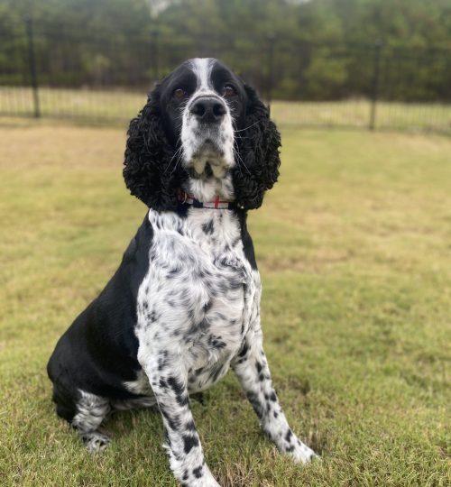 Remy, always a good boy for the camera.