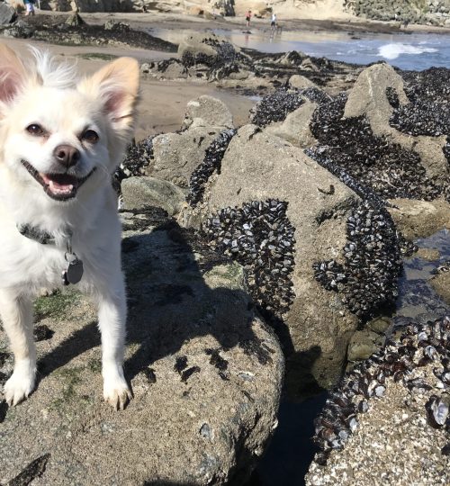 Oscar, a Chihuahua mix, LOVED going to the beach. This was at a dog-friendly beach in Santa Cruz where he would dart around, skirting around other dogs and sniffing lots of stinky wildlife.