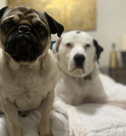 Little Doug the Pug loves to snuggle, almost as much as his big brother Gnash. Gnash is, we presume, a Dogo Argentino who loves to lay in way-too-small-for-him dog beds and give side eye