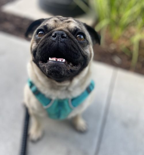 Doug was found roaming around the streets of San Jose by himself on Valentine's Day 2021. No one claimed him and he wasn't microchipped. I fostered him with a local pug rescue until my roommates fell in love with him and adopted him!